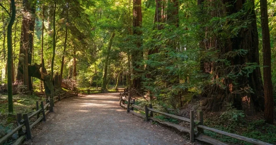 Top Attractions in Santa Cruz: Beaches, Boardwalks & More